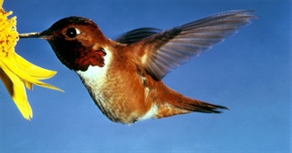 Swifts, Hummingbirds and Swallows of North America