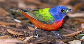 Birds of Dallas/Fort Worth, TX