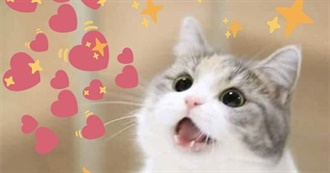 Ladycalico&#39;s List Challenge Favorites