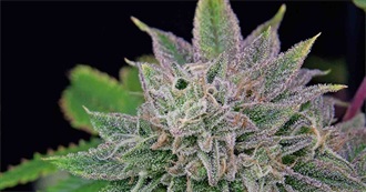 Items Newly Purchased 50