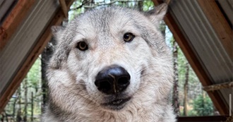 Truecorvid&#39;s Top 100 Movies