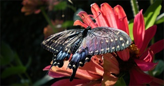 Blackswallowtailbutterfly&#39;s 100 Movies