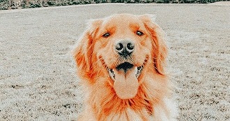 The Best Pets for Kids