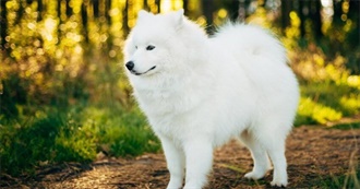 Best Animals to Have as Pets