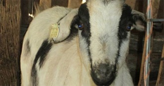 All the Animals That Live on Liberty Highland Farm