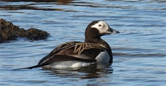 North American Ducks (AOU)