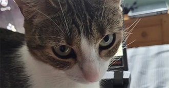 Fox&#39;s Niche Movie List