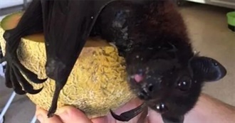 Ashleys Top 100 Movies