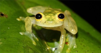 Judge Frog&#39;s Music Taste: List Edition