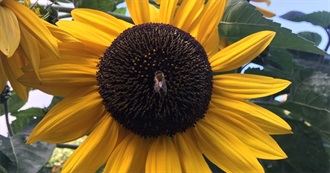 Bee&#39;s Favourite Films