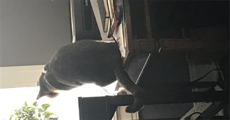 The Itinerant Romanticist's 2025 in Books