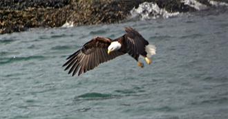 Animals Seen in Your Travels