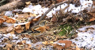 Birds on the Minnesota Review List