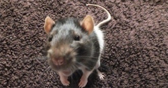 Books That Interest a Little Rat
