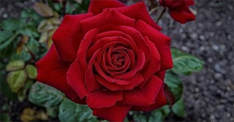 What Are Your Favorite Flowers to Make a Bouquet?