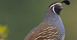 Food Beginning With the Letter Q