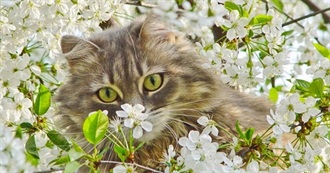 Ladycalico&#39;s Q1 of 2025