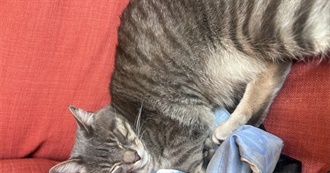 Theo the Movie Goblin