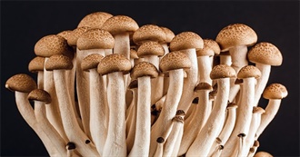 Fungus: Fiction and Non-Fiction