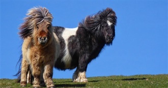 Favourite Ponies