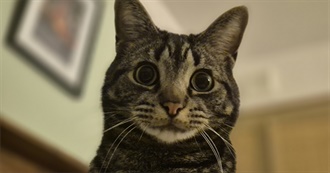 Cats Favourite Movies