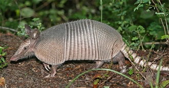 Fictional Manatees/Armadillos/Anteaters/Sloths/Other Animals