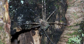 Bugs Are a Man&#39;s Best Friend