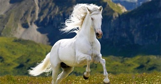 Have You Met a Horse With This Name?