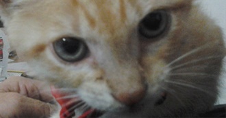 Freya&#39;s Frisky Fifty