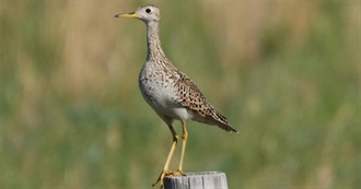 Special Birds of Illinois