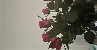 What Fru Thinks You Should Read