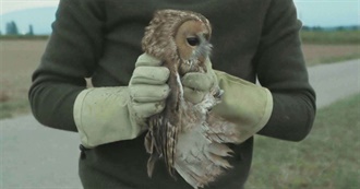 Jordan Cronk&#39;s Top 10 Undistributed Films of 2019