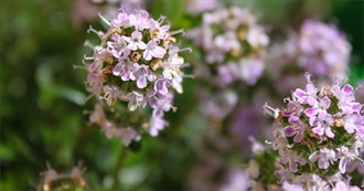 15 Popular Tschubritza Ingredients