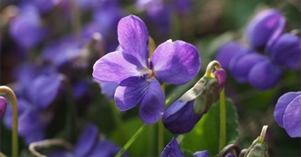 Wanna Try Foods Starting With V