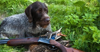 Dogs That Make the Best Hunting Companions