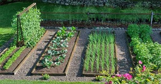 Vegetable Garden