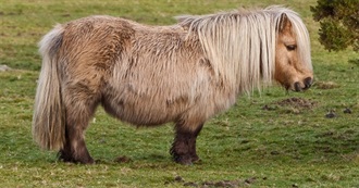 Black Beauty and Other Horses
