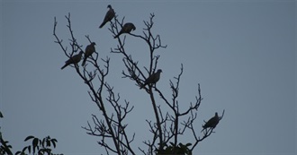 Avri&#39;s Favorite Albums From the 1960s