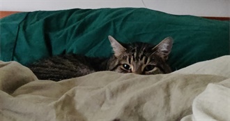 MEMPHIMOVIES SPECIAL