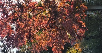 Books Avri Never Finished