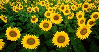 Flowers You Have Definitely Seen