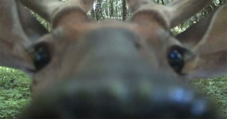 100 Movies of Impeccable Variety