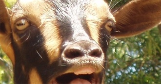 An Updated Lists of YouTubers Arden Watches, All MCYT Tbh