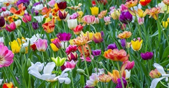 Flower Names &#127800;