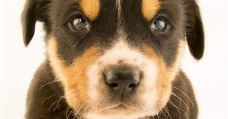 What Dog Should Gina Get?