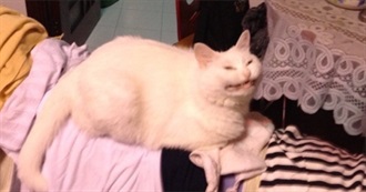 Cains Gay Little Horror List