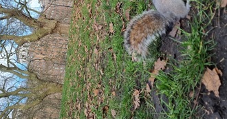 How Much Animals Have You Seen in Europa?