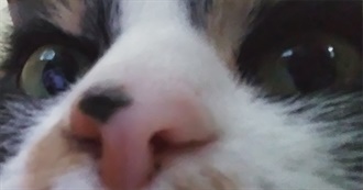 Maya&#39;s Fabourite Movies