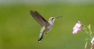 Hummingbirds, Swifts, and Swallows