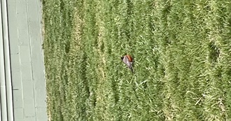 Comics Sam Enjoys at Least a Little